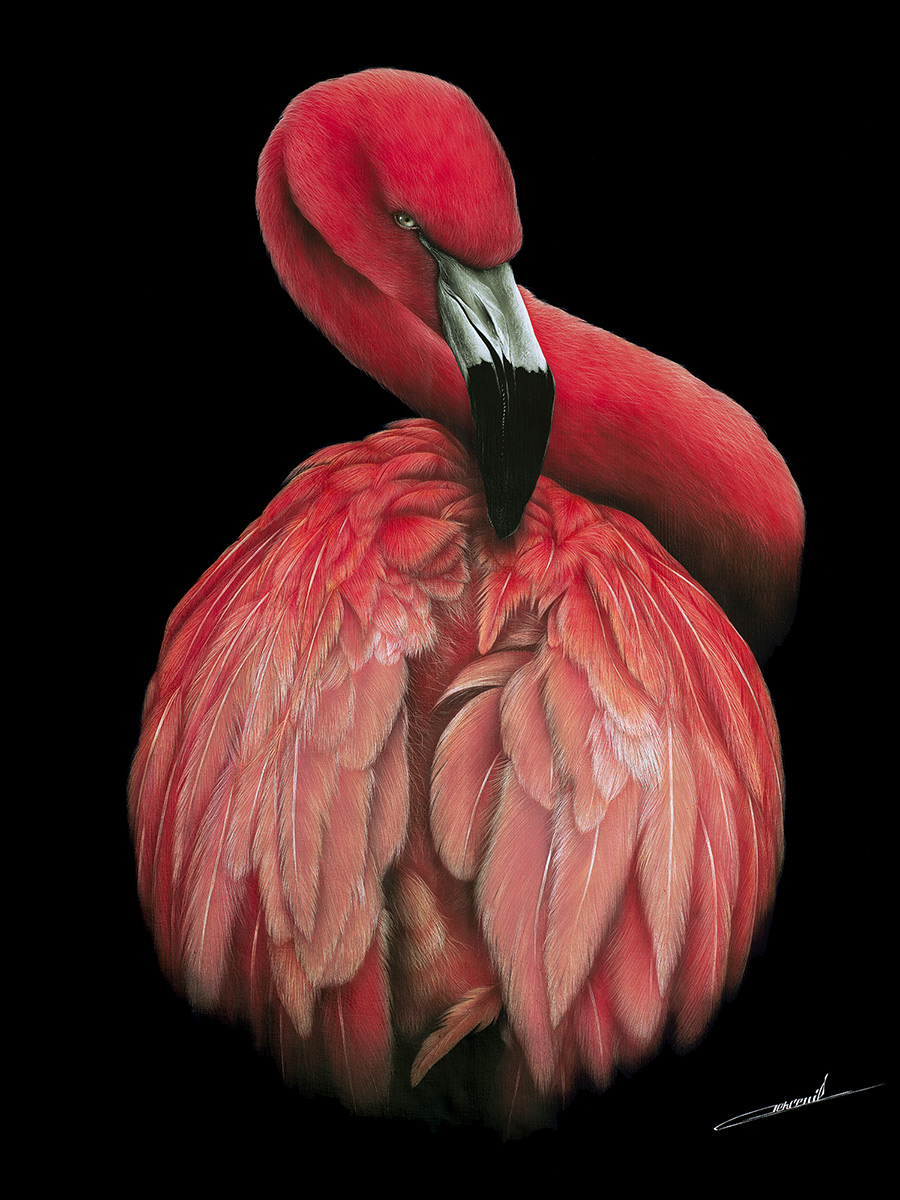 Flamingo